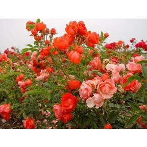 Роза Morsdag Orange (Морсдаг Оранж) штамбовая