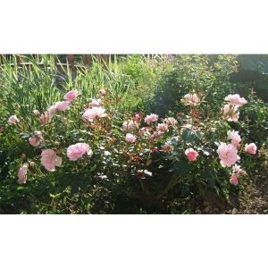 Роза Avenue Pink (Авеню Пинк) 50-80 cм