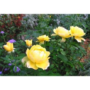 Роза Avenue Yellow (Авеню Еллоу) 50-80 cм