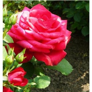 Роза Dame de Coeur (Дам де Кер) 