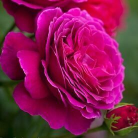 Роза Big Purple (Биг Перпл) 120-150 см