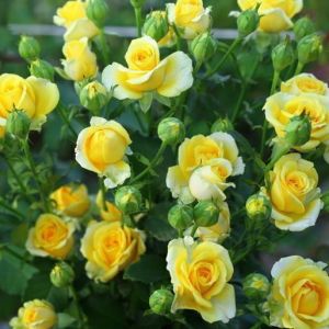 Роза Декоплант Dorola (Дорола) 50-80 см