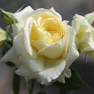 Роза Elfe (Ельф) 200-250 см