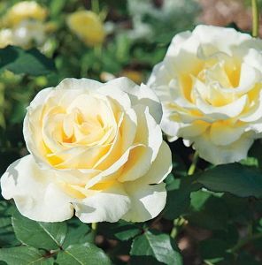 Роза Elina (Элина)