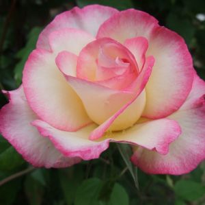 Роза Family Sweet (Фемили Свит) 200-400 см