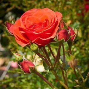 Роза Jive (Джайв) 200-250 см