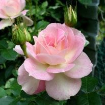 Роза Pink Champagne (Пинк Шампань) плетистая