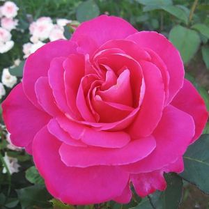 Роза Pink Peace (Пинк Пис) 120-150 см