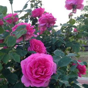 Роза Pink Peace (Пинк Пис) 120-150 см