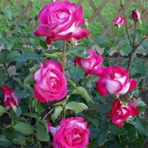 Роза Rose Gaujard (Роуз Гуаяр) штамбовая 90+ см