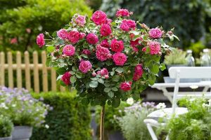 Роза Rose Gaujard (Роуз Гуаяр) штамбовая 90+ см