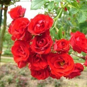 Роза Scarlet Meillandecor (Скарлет Мейландекор) штамбовая 90+ см