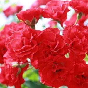 Роза Scarlet Meillandecor (Скарлет Мейландекор) штамбовая 90+ см