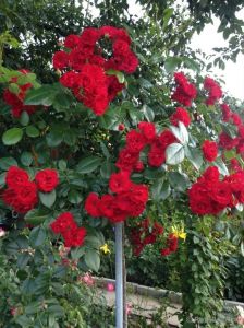 Роза Scarlet Meillandecor (Скарлет Мейландекор) штамбовая 90+ см