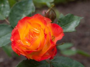 Роза Rumba (Румба) 40-50 см