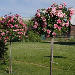 Роза Happy Wanderer (Хеппи Уандер), штамбовая 90+ см