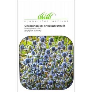 Синеголовник плосколистный