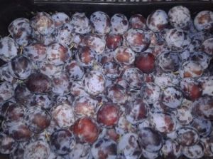 Слива Кишиневская