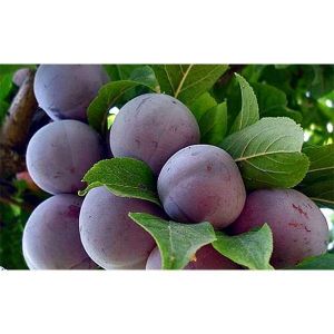 Слива Ренклод Карбышева