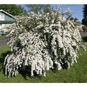 Спирея Вангутта