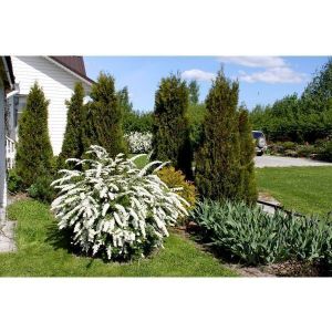 Спирея Вангутта