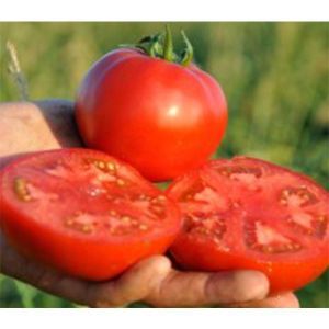 Томат Монталбан F1