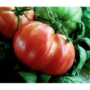 Томат Ричиоло F1