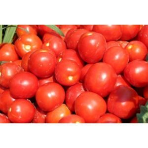 Томат Тайпринц F1