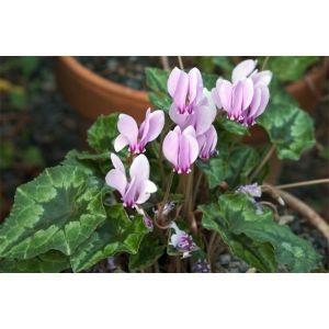 Цикламен садовый Hederifolium (Гедерофолиум)