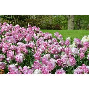 Тюльпан Double Touch (Дабл Тач)