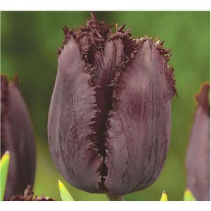 Тюльпан Black Jewel (Блек Джевел)