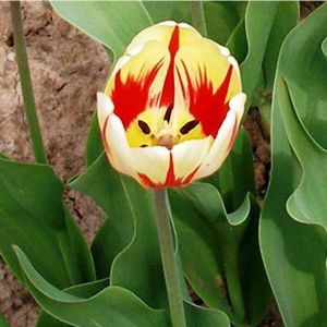 Тюльпан Burning Heart (Бернинг Харт)