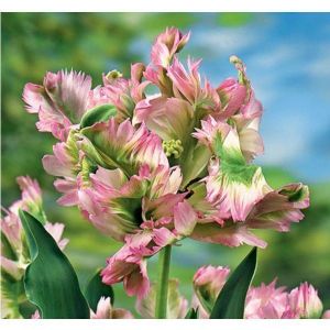 Тюльпан Green Wave (Грин Вейв)