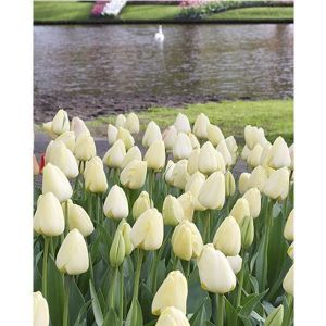 Тюльпан Ivory Floradale (Айвори Флорадейл)