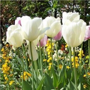 Тюльпан Ivory Floradale (Айвори Флорадейл)