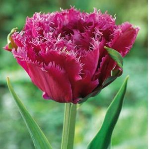 Тюльпан Mascotte (Маскотте)