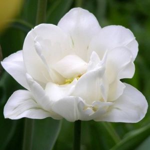 Тюльпан Mount Tacoma (Маунт Такома)