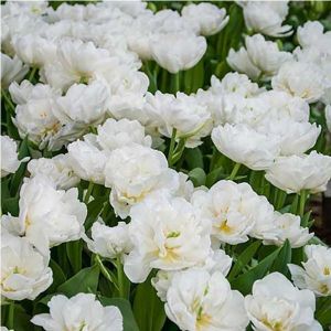 Тюльпан Mount Tacoma (Маунт Такома)