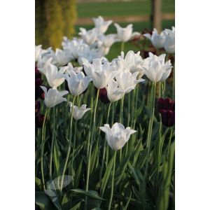 Тюльпан White Triumphator (Вайт Триумфатор)