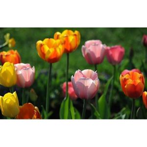 Тюльпаны немахровые микс