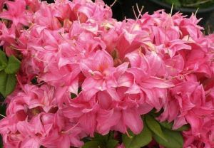 Удобрение Master (Мастер) для Магнолий, гортензий, азалий и рододендронов