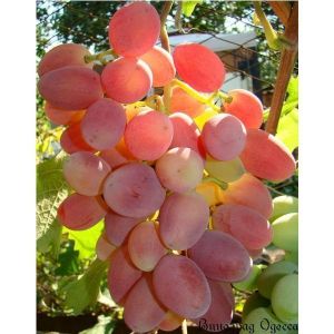 Виноград Преображение