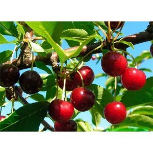 Вишня Славянка