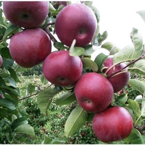 Яблоня Макинтош