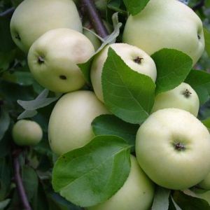 Яблоня Белый Налив