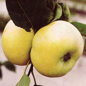 Яблоня Донешта, летняя