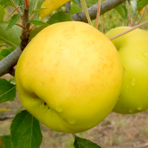 Яблоня Луна, зимняя