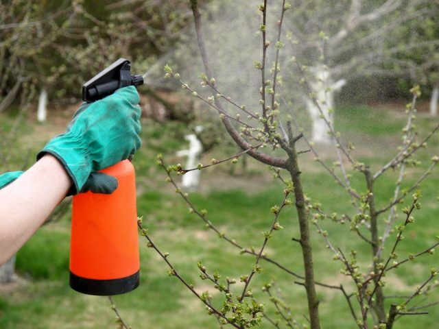 Экологичная весення обработка сада