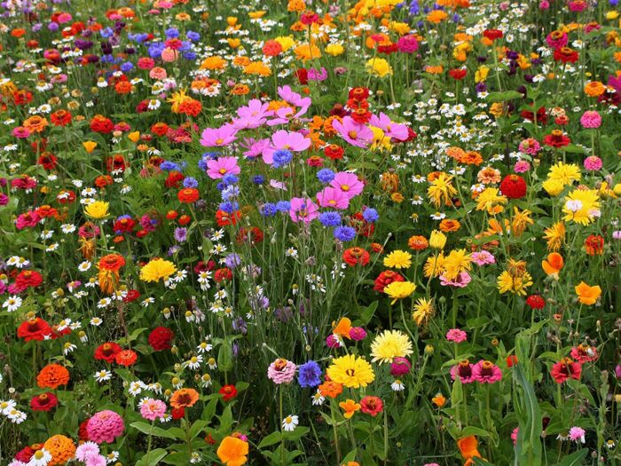 Мавританський газон - квітуча галявина на ділянці