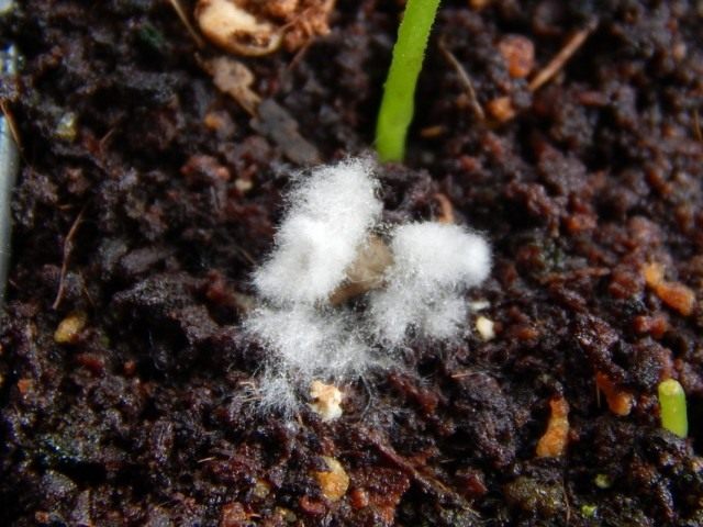 Плесень на рассаде: как бороться